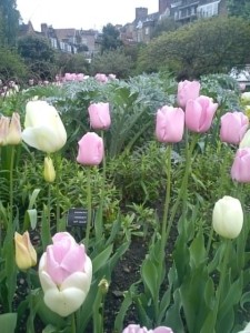 chelsea flower garden